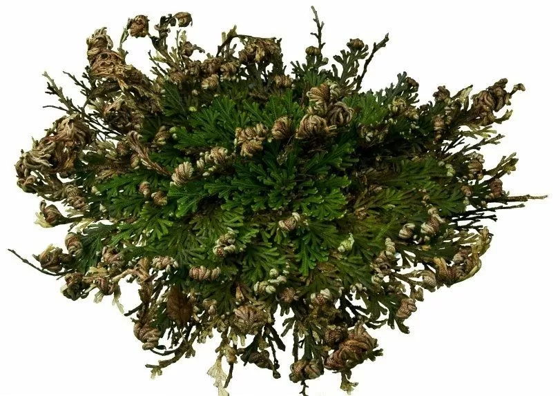 Rose of Jericho